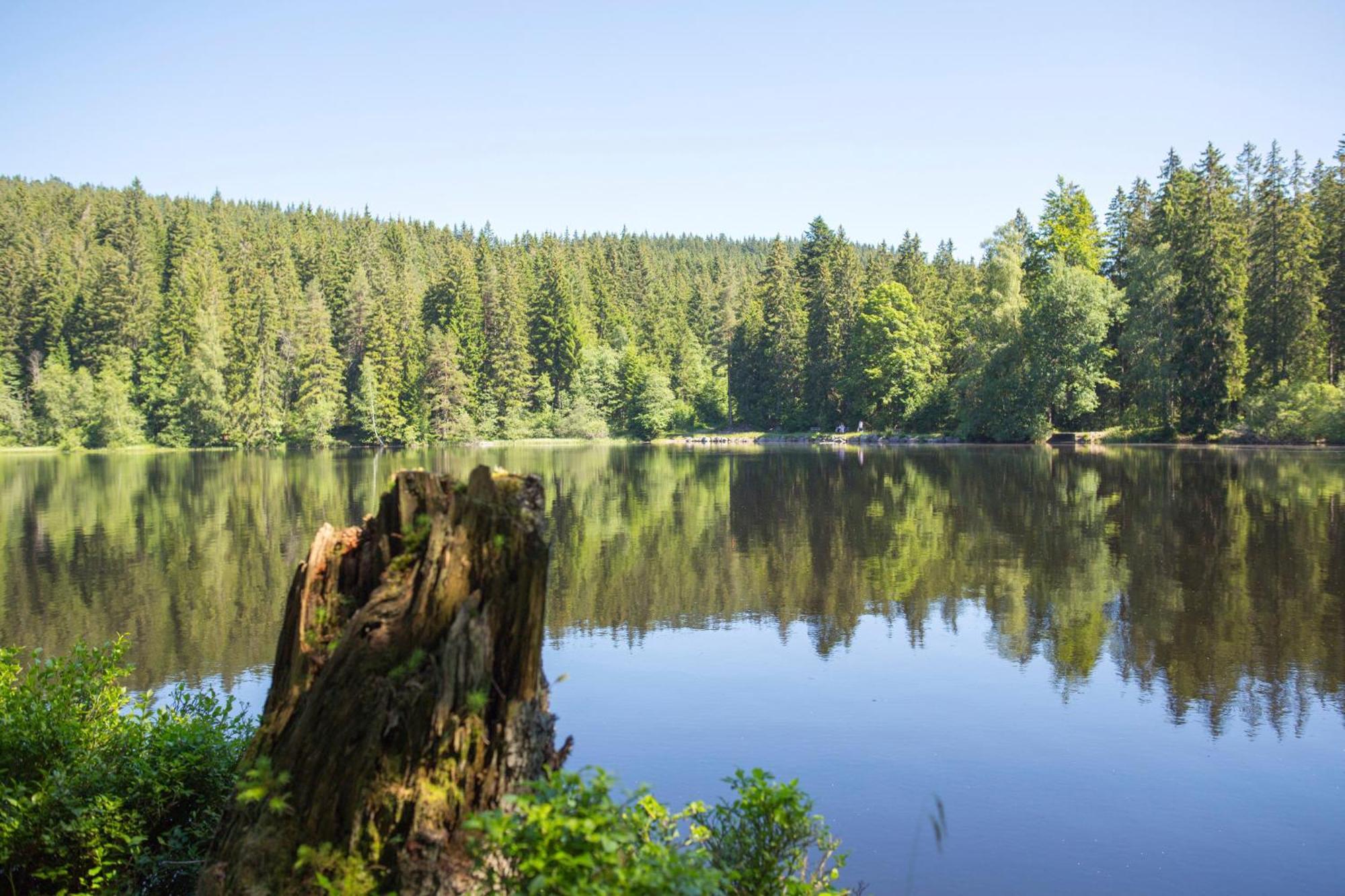 Drei Tannen - Wohnung 04 - Apartmenthaus, Titisee, Nahe Badeparadies Eksteriør bilde